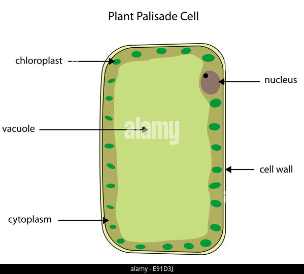 elodea leaf cell diagram