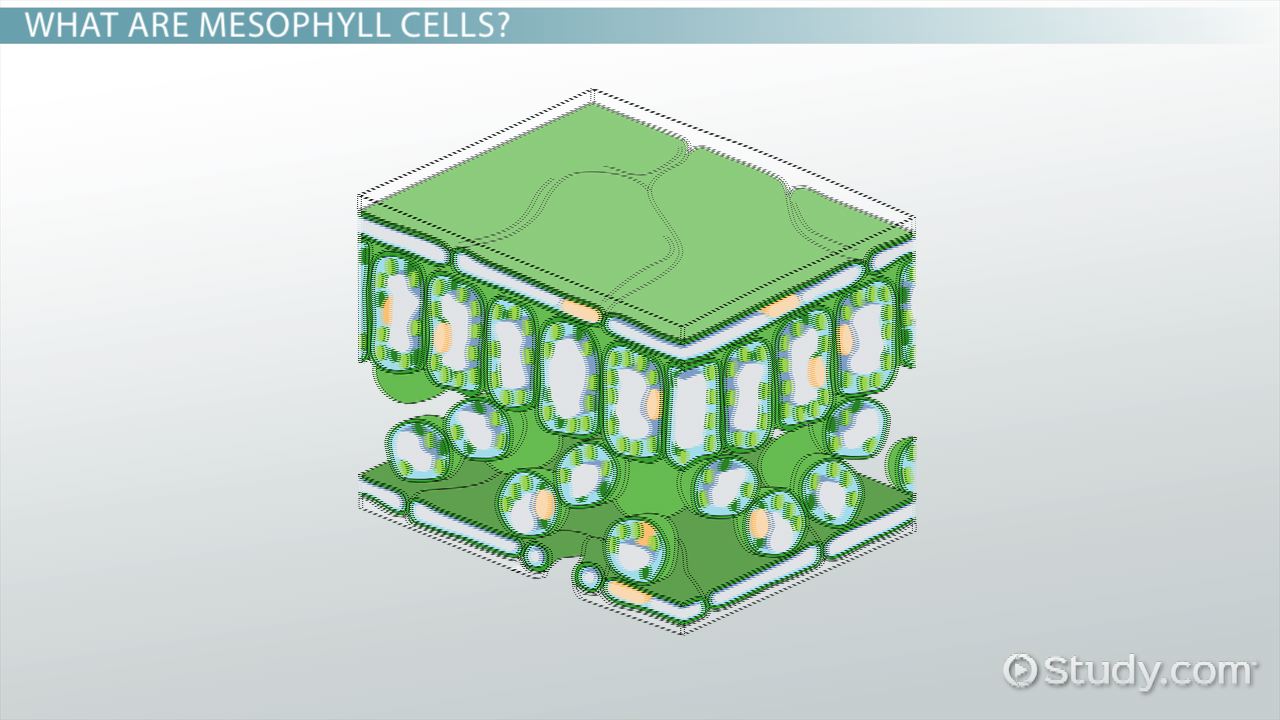 elodea leaf cell diagram