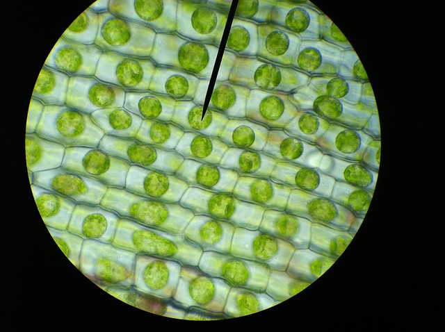 Elodea Leaf Cell Diagram