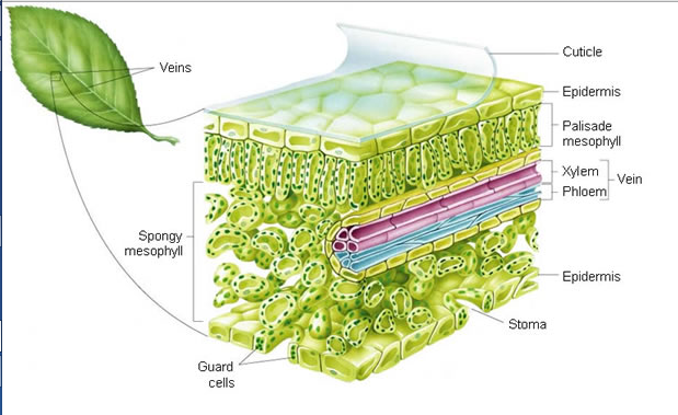 elodea leaf cell diagram