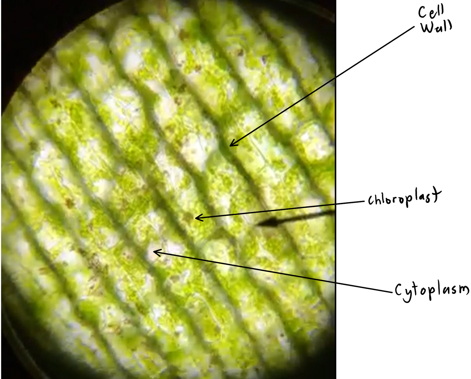 Elodea Leaf Cell Diagram Wiring Diagram Pictures