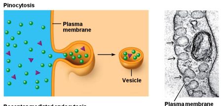 endocytosis vs exocytosis venn diagram