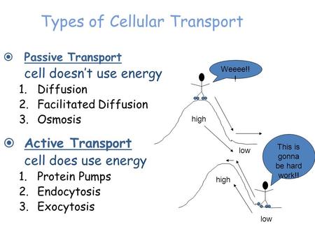 endocytosis vs exocytosis venn diagram