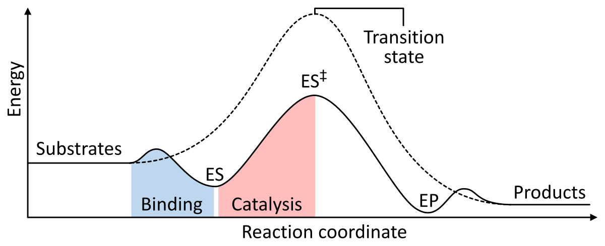 endothermic reaction coordinate diagram