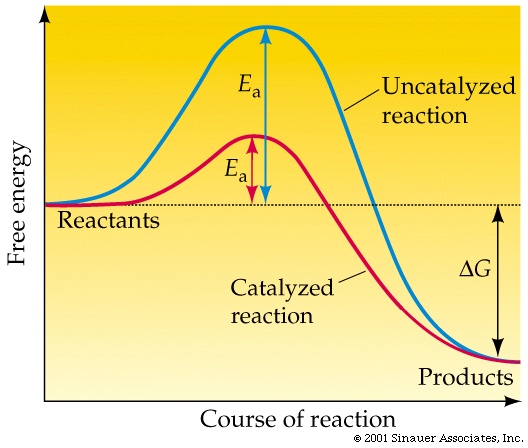 energy diagram catalyzed vs uncatalyzed reaction