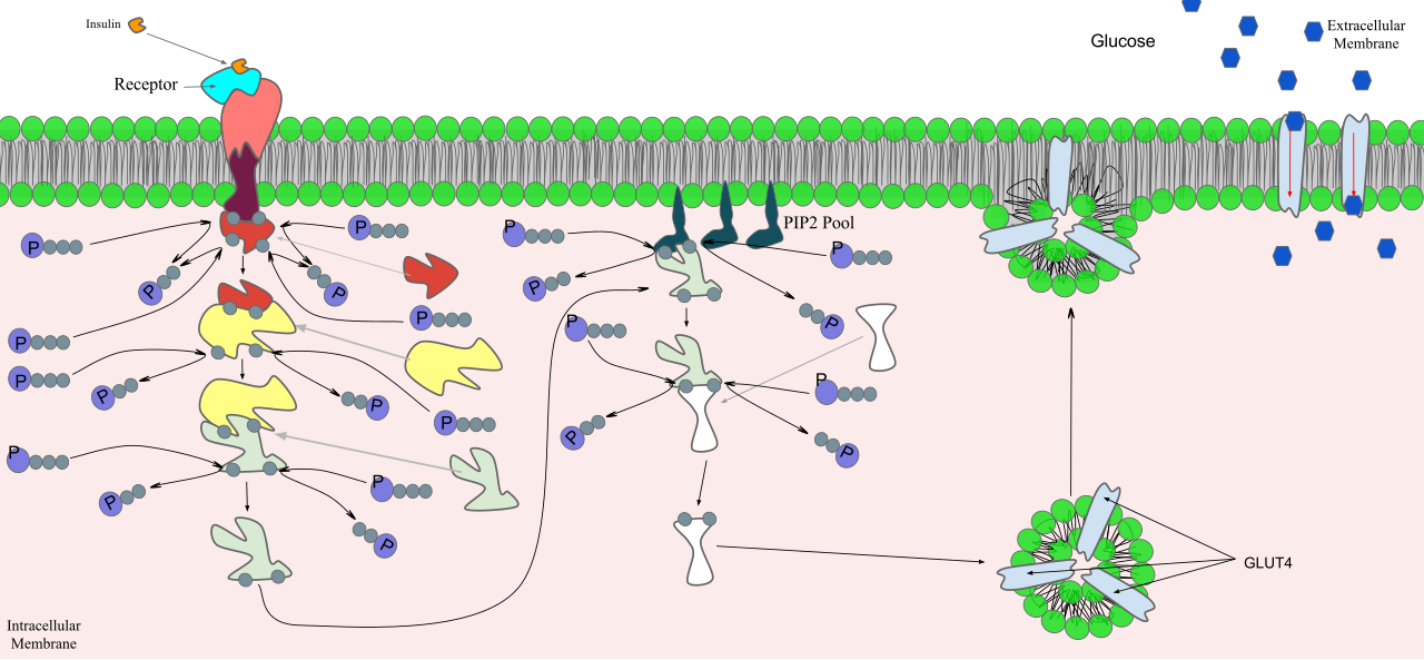 epinephrine signaling pathway diagram