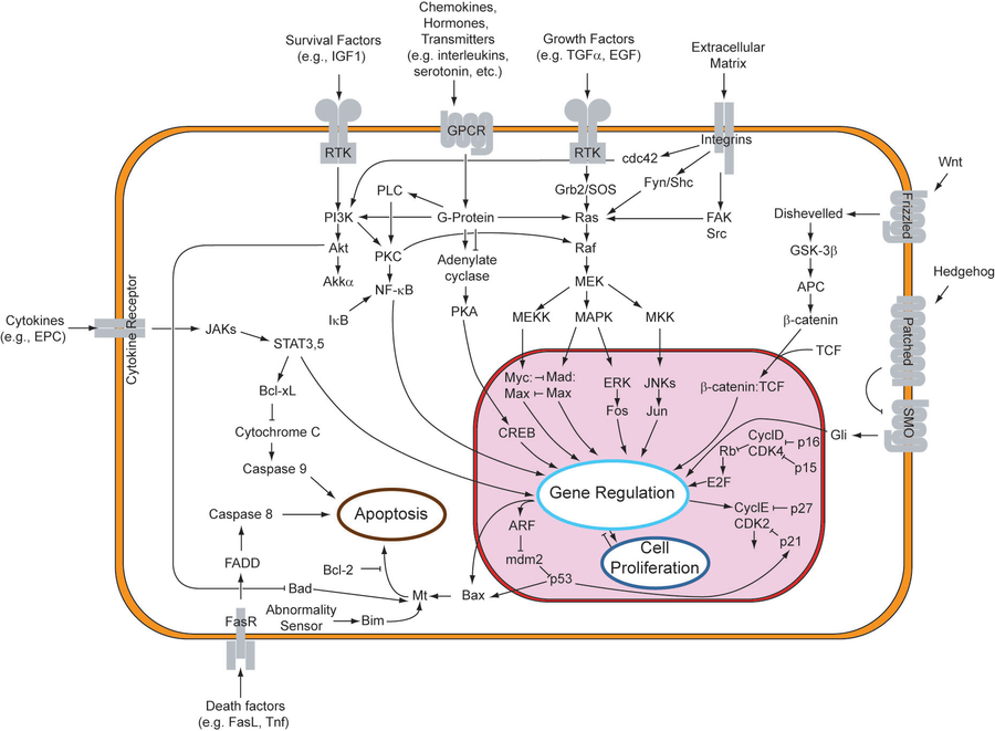 epinephrine signaling pathway diagram