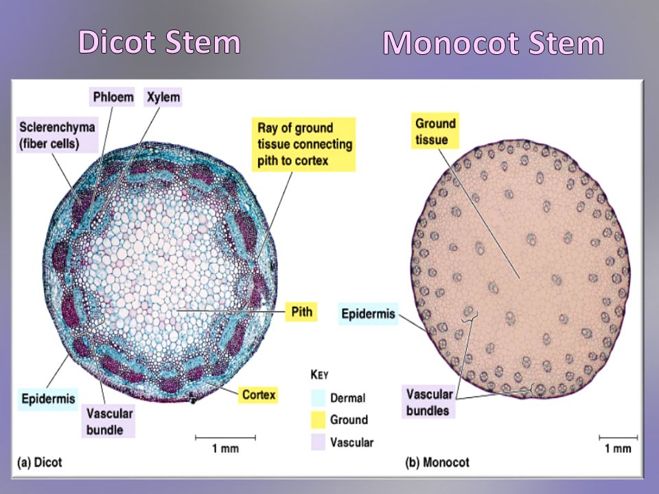 Structure Of Dicot And Monocot Root Stem And Leaf Pdf