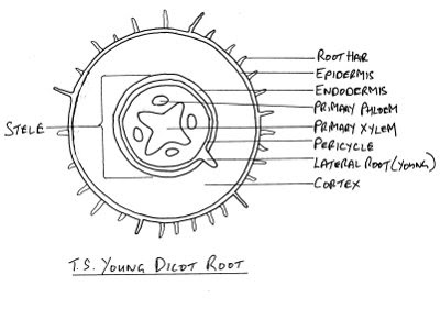 eudicot diagram