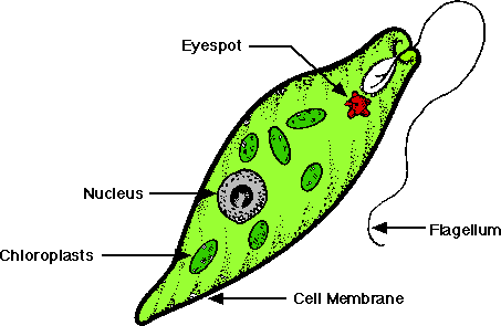 euglena diagram labeled