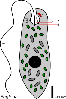euglena diagram labeled