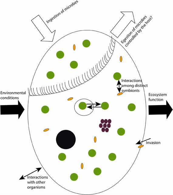 euplotes diagram