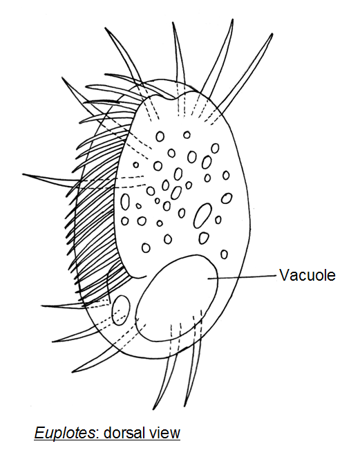 euplotes diagram