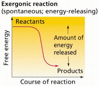 exergonic reaction diagram