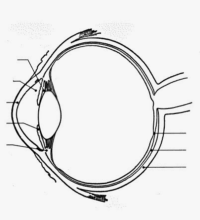 eye diagram unlabelled