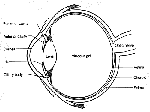 eye diagram unlabelled