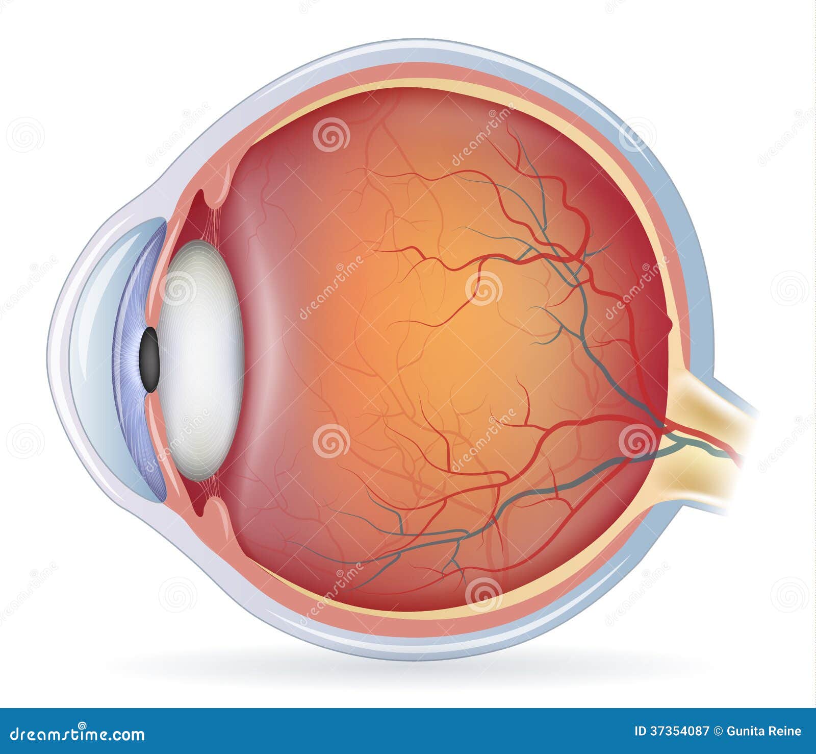 eye diagram unlabelled