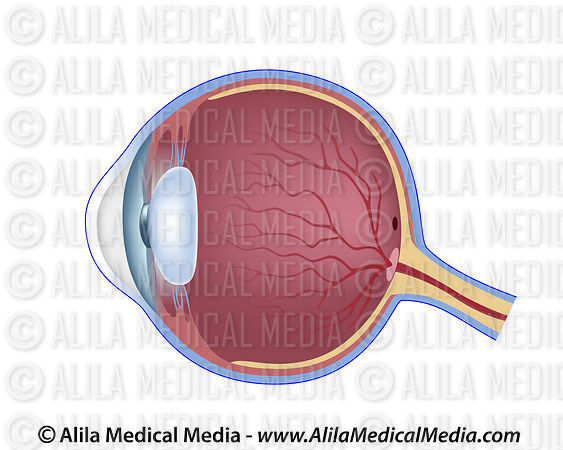 eye diagram unlabelled