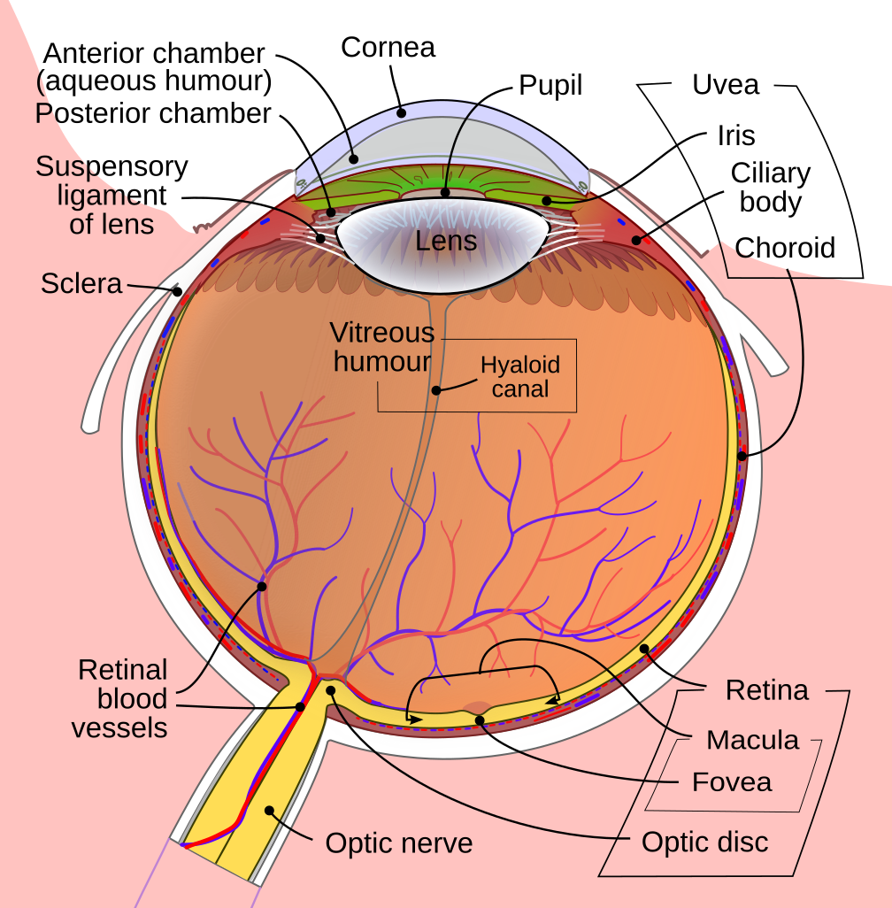 eye diagram unlabelled