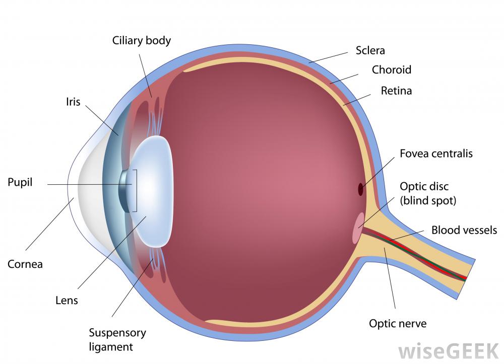 eye diagram unlabelled