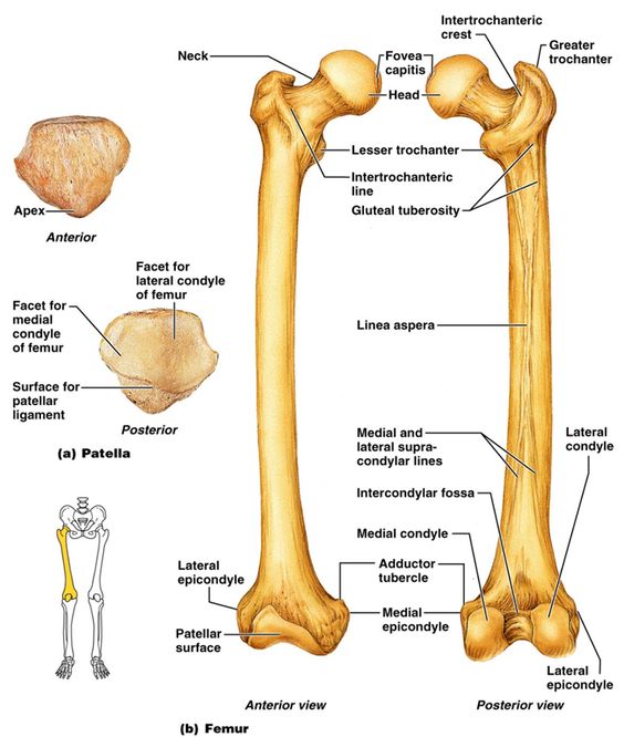 Femur Diagram Unlabeled Wiring Diagram Pictures