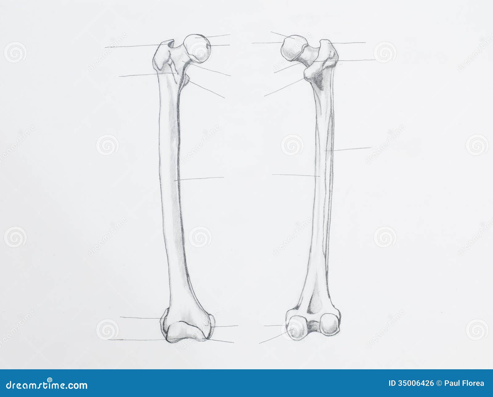 Femur Diagram Unlabeled