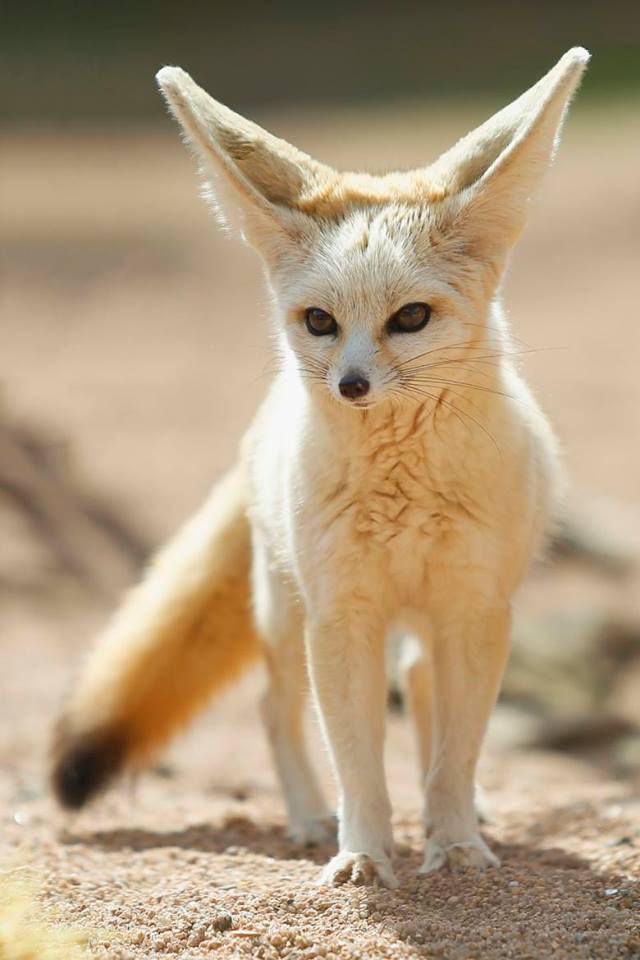 fennec fox diagram