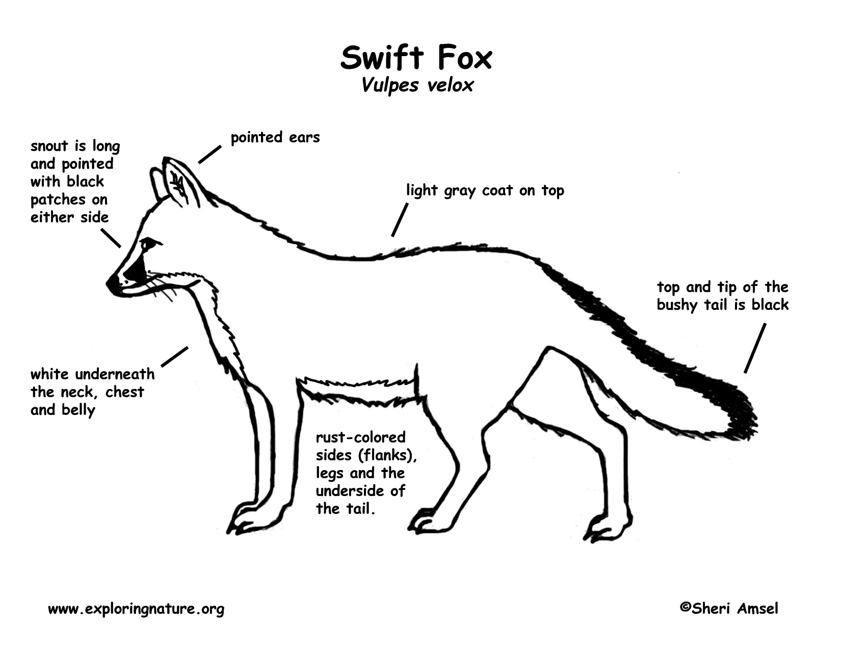 fennec fox diagram