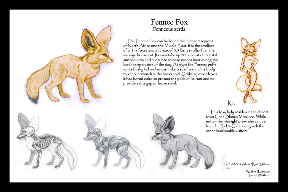 fennec fox diagram