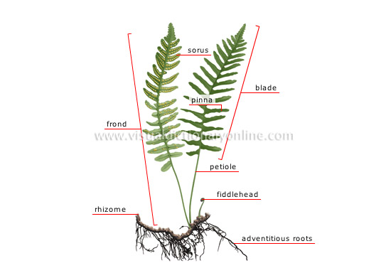 fern diagram labeled