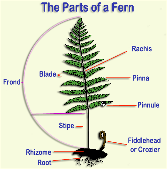 fern diagram labeled
