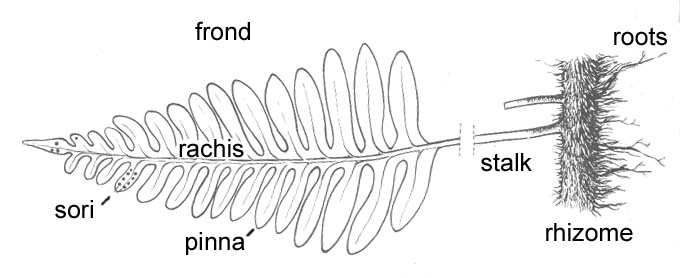 fern diagram labeled