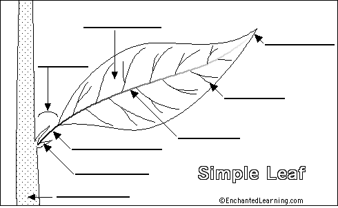 fern labeled diagram