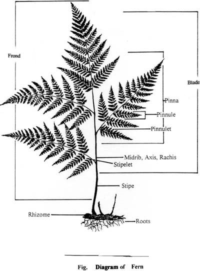 fern labeled diagram