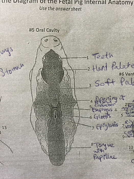 fetal pig mouth diagram