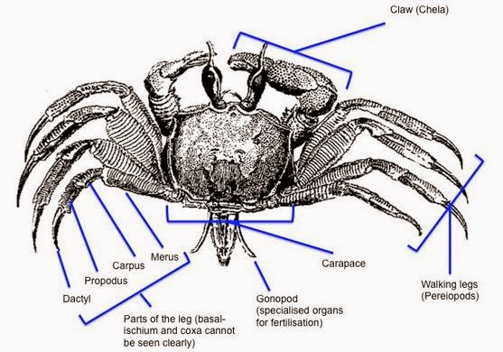 fiddler crab diagram