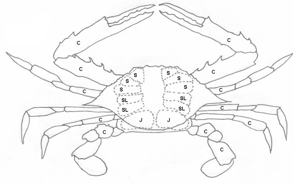 fiddler crab diagram