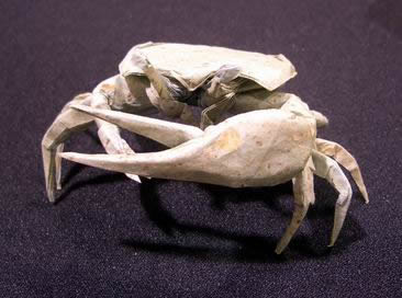 fiddler crab diagram