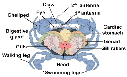 fiddler crab diagram