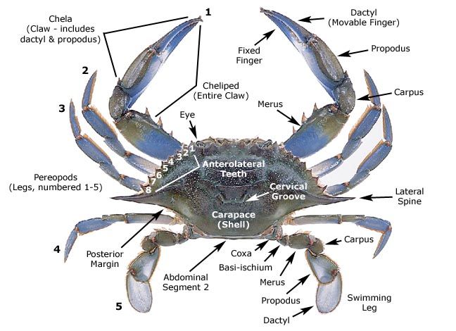 fiddler crab diagram