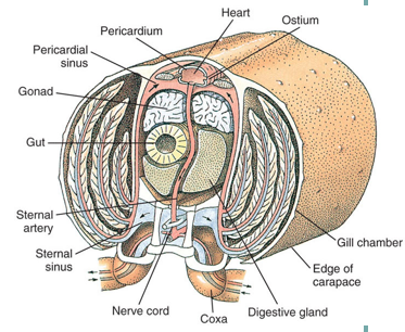 fiddler crab diagram