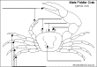 fiddler crab diagram