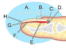 fingernail anatomy diagram