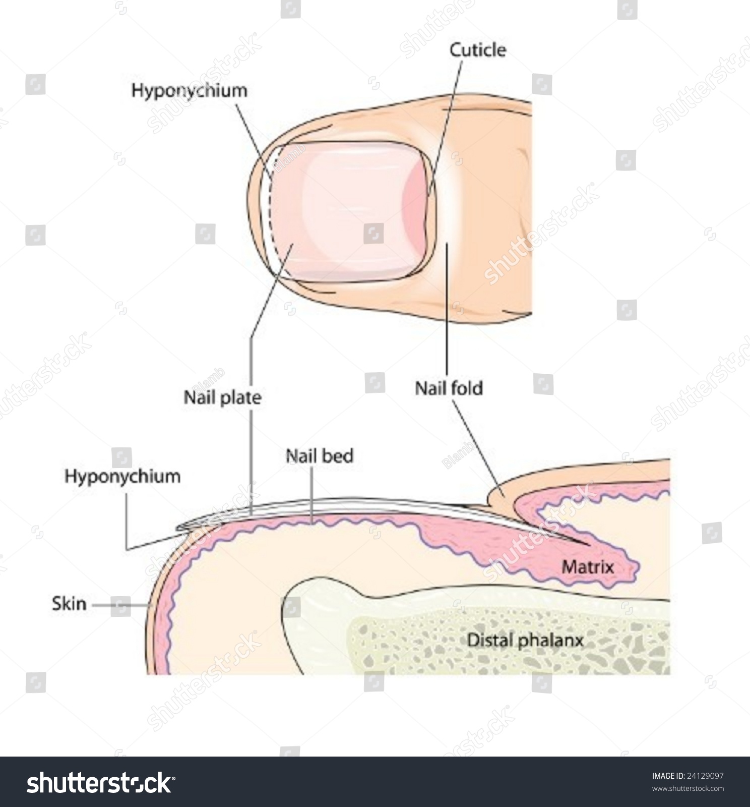 fingernail anatomy diagram