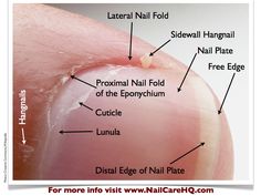 fingernail anatomy diagram