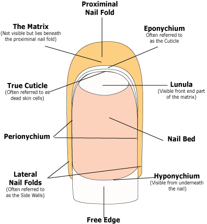 fingernail anatomy diagram