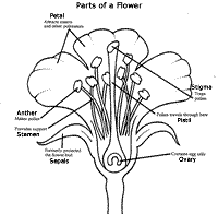 flower diagram unlabeled