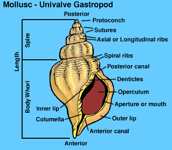 gastropod diagram