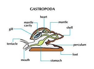 gastropod diagram