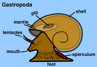 gastropod diagram